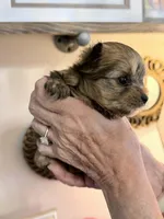 Sasha, a female Yorkshire Terrier for sale in Panama City Beach, FL – 7 of 10