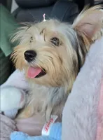 Sasha, a female Yorkshire Terrier for sale in Panama City Beach, FL – 9 of 10