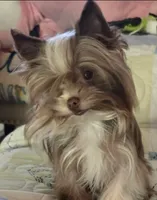 Sasha, a female Yorkshire Terrier for sale in Panama City Beach, FL – 10 of 10