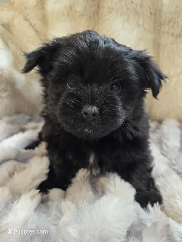 Jazzi – Yorkshire Terrier puppy for sale in Panama City Beach, FL