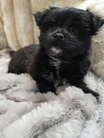 Boots, a male Yorkshire Terrier for sale in Panama City Beach, FL – 4 of 4
