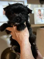 Boots, a male Yorkshire Terrier for sale in Panama City Beach, FL – 3 of 4