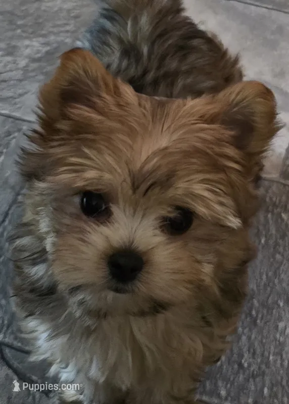 Remi – Yorkshire Terrier puppy for sale in Panama City Beach, FL