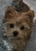 Remi, a female Yorkshire Terrier for sale in Panama City Beach, FL – 1 of 3