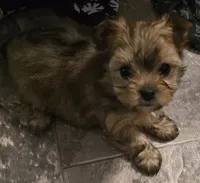 Sasha, a female Yorkshire Terrier for sale in Panama City Beach, FL – 2 of 10