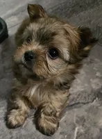 Sasha, a female Yorkshire Terrier for sale in Panama City Beach, FL – 4 of 10