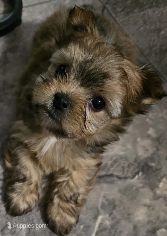 Sasha – Yorkshire Terrier puppy for sale in Panama City Beach, FL