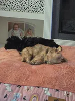 Remi, a female Yorkshire Terrier for sale in Panama City Beach, FL – 3 of 3