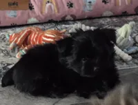 Boots, a male Yorkshire Terrier for sale in Panama City Beach, FL – 2 of 4