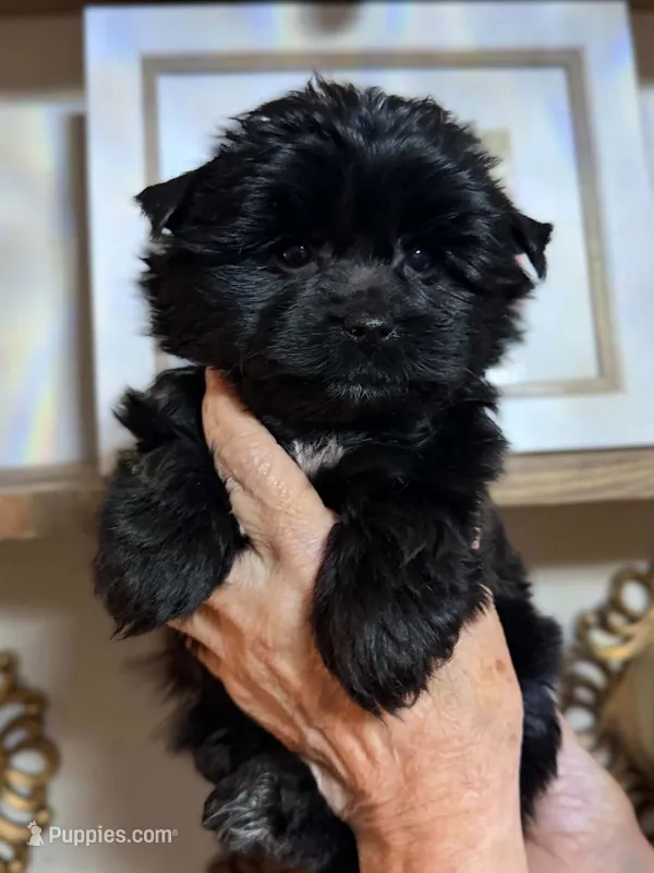 Jazzi – Yorkshire Terrier puppy for sale in Panama City Beach, FL