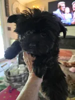 Milo, a male Yorkshire Terrier for sale in Panama City Beach, FL – 3 of 3