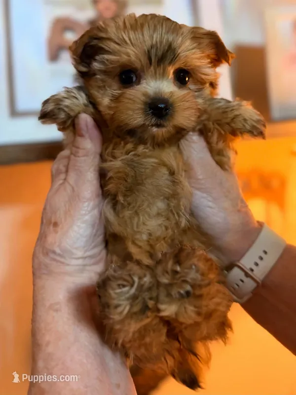 Sasha – Yorkshire Terrier puppy for sale in Panama City Beach, FL
