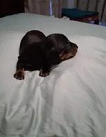 Black and tan 1, a male Miniature Dachshund for sale in Mount Airy, NC – 2 of 3