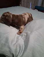 Dapple boy , a male Miniature Dachshund for sale in Mount Airy, NC – 4 of 4