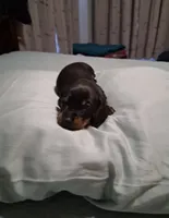 Black and tan 1, a male Miniature Dachshund for sale in Mount Airy, NC – 3 of 3
