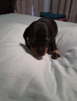 Black and tan 2 , a male Miniature Dachshund for sale in Mount Airy, NC – 3 of 3