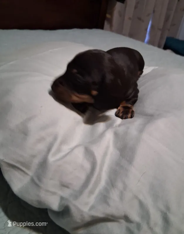 Black and tan 1 – Miniature Dachshund puppy for sale in Mount Airy, NC