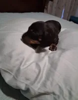 Black and tan 1, a male Miniature Dachshund for sale in Mount Airy, NC – 1 of 3