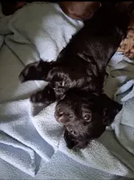 Longhair boy, a male Miniature Dachshund for sale in Mount Airy, NC – 2 of 3