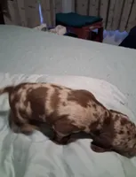 Dapple boy , a male Miniature Dachshund for sale in Mount Airy, NC – 3 of 4