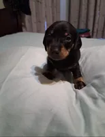 Black and tan 2 , a male Miniature Dachshund for sale in Mount Airy, NC – 2 of 3