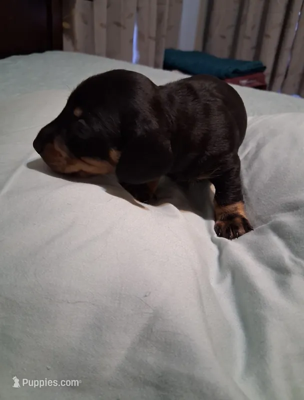 Black and tan 2  – Miniature Dachshund puppy for sale in Mount Airy, NC