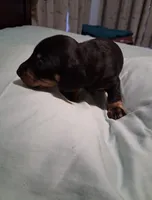 Black and tan 2 , a male Miniature Dachshund for sale in Mount Airy, NC – 1 of 3