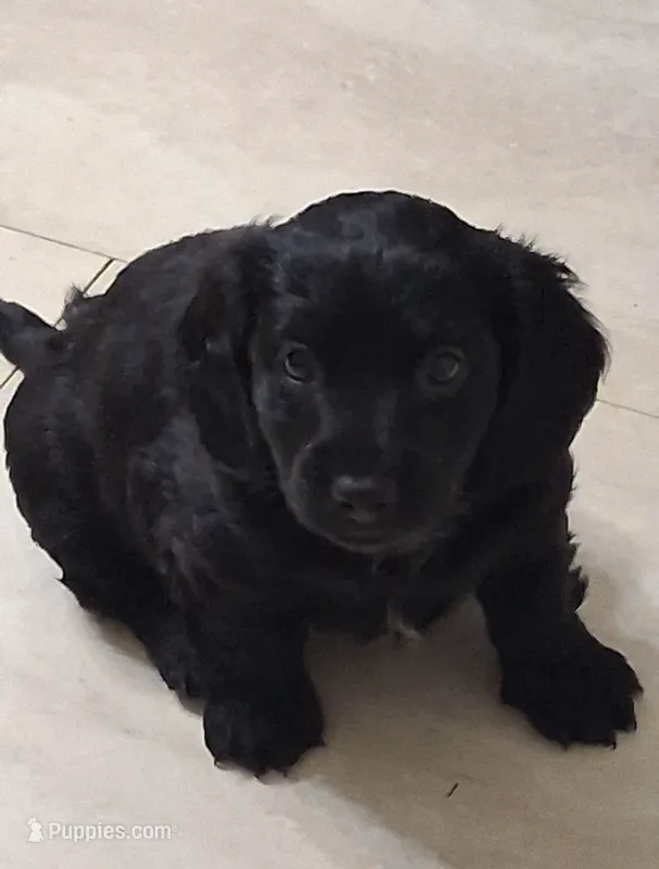 Longhair boy – Miniature Dachshund puppy for sale in Mount Airy, NC