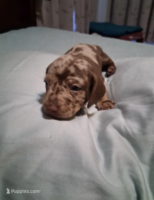 Dapple boy  – Miniature Dachshund puppy for sale in Mount Airy, NC