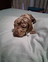 Dapple boy , a male Miniature Dachshund for sale in Mount Airy, NC – 1 of 4