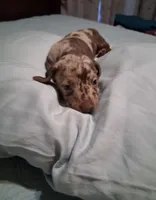 Dapple boy , a male Miniature Dachshund for sale in Mount Airy, NC – 2 of 4