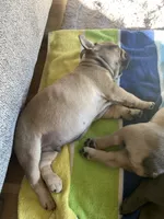 Tito, a male French Bulldog for sale in Kuna, ID – 2 of 3