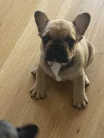 Tito, a male French Bulldog for sale in Kuna, ID – 3 of 3