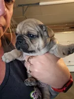 Tito, a male French Bulldog for sale in Kuna, ID – 1 of 3
