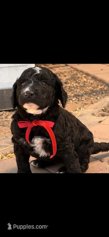Junnie & Kamala – Golden Retriever, Poodle - Standard  puppy for sale in Litchfield Park, AZ