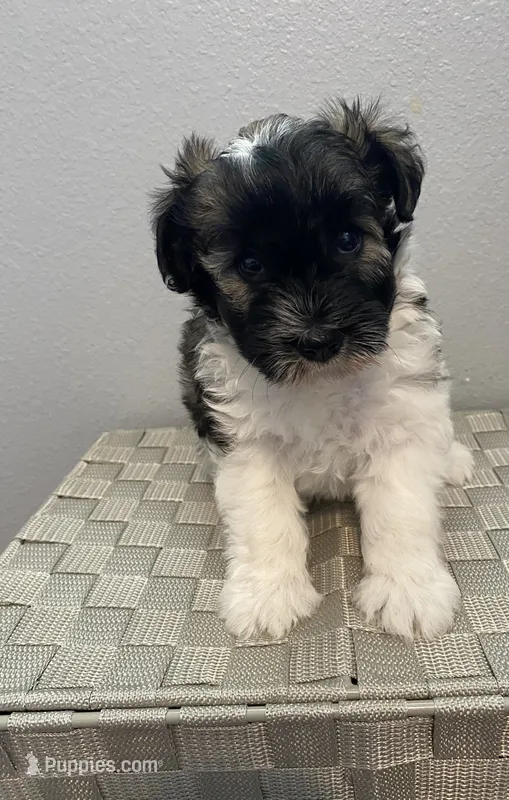 AKC Female 1 – Miniature Schnauzer puppy for sale in Shawnee, OK