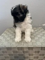 AKC Female 1, a female Miniature Schnauzer for sale in Shawnee, OK – 3 of 6