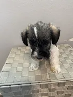 AKC Female 2 , a female Miniature Schnauzer for sale in Shawnee, OK – 2 of 5