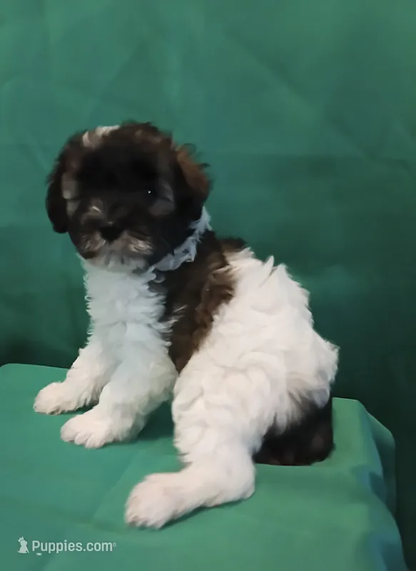 AKC Female 1 – Miniature Schnauzer puppy for sale in Shawnee, OK