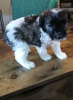 AKC Female 1, a female Miniature Schnauzer for sale in Shawnee, OK – 2 of 6