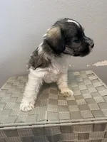AKC Female 2 , a female Miniature Schnauzer for sale in Shawnee, OK – 4 of 5