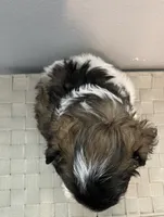 AKC Female 1, a female Miniature Schnauzer for sale in Shawnee, OK – 5 of 6