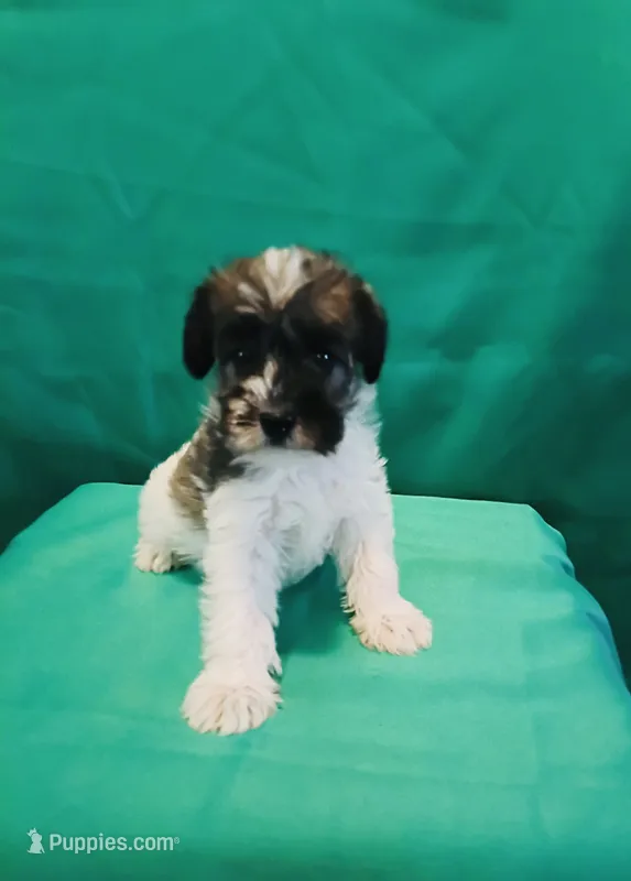 AKC Female 2  – Miniature Schnauzer puppy for sale in Shawnee, OK