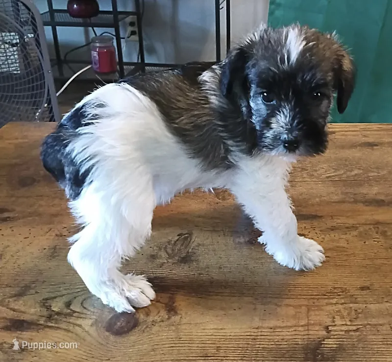 AKC Female 2  – Miniature Schnauzer puppy for sale in Shawnee, OK