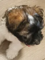 AKC Female, a female Miniature Schnauzer for sale in Shawnee, OK – 5 of 7