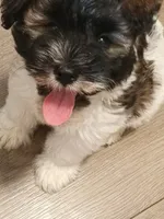 AKC Female, a female Miniature Schnauzer for sale in Shawnee, OK – 2 of 7