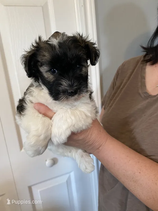 AKC Female 1 – Miniature Schnauzer puppy for sale in Shawnee, OK