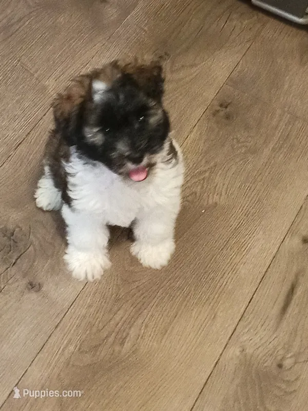 AKC Female 1 – Miniature Schnauzer puppy for sale in Shawnee, OK