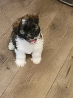 AKC Female, a female Miniature Schnauzer for sale in Shawnee, OK – 1 of 7