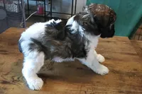 AKC Female 1, a female Miniature Schnauzer for sale in Shawnee, OK – 4 of 6